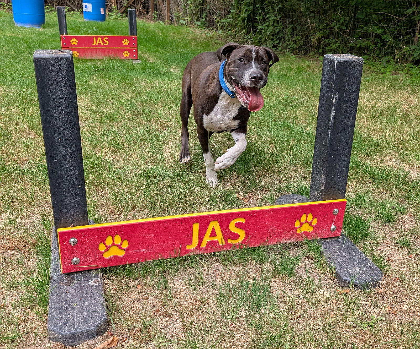 A brown-and-white shelter dog runs through a red and yellow JAS agility jump on a grassy course.