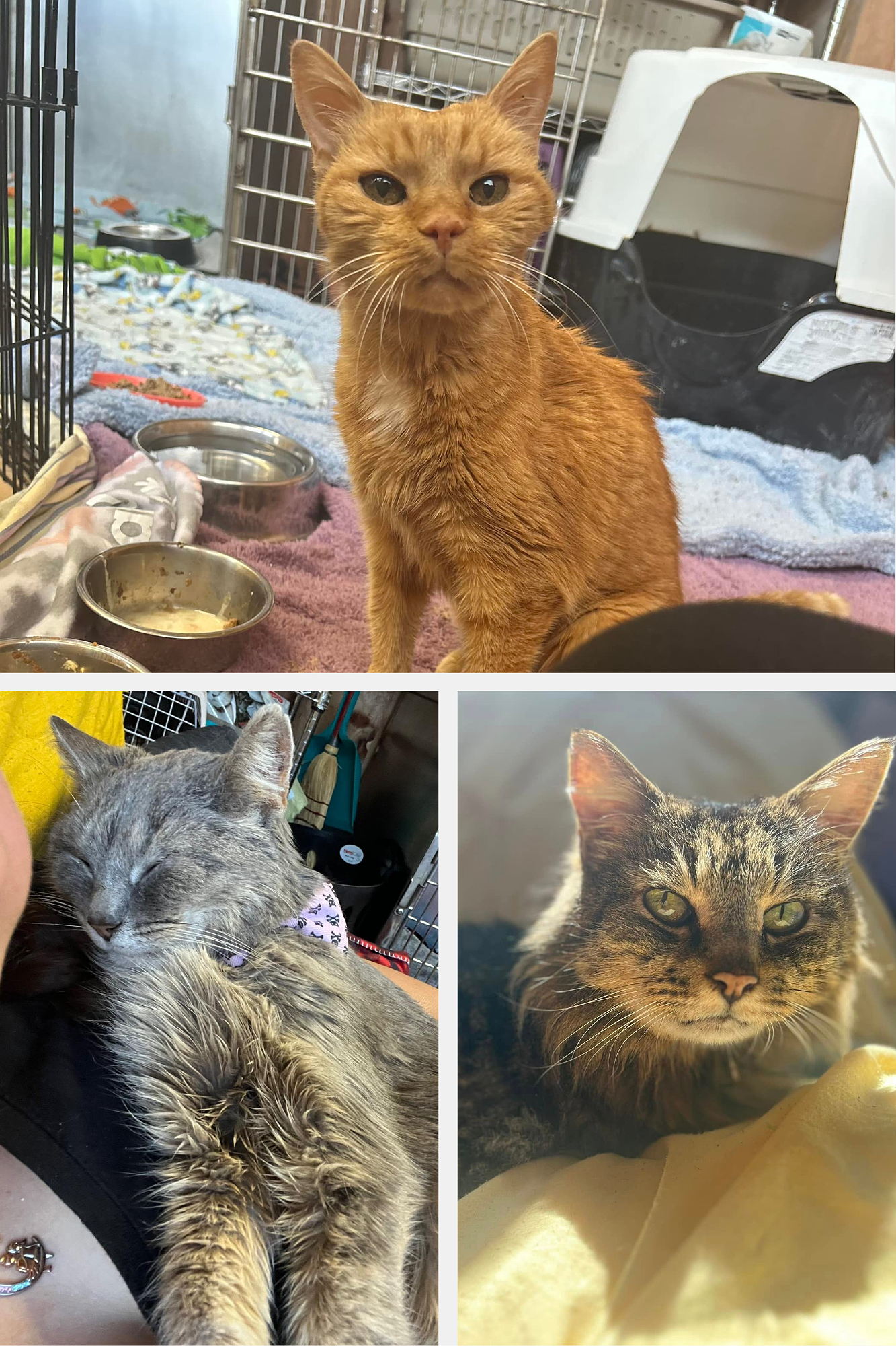 A few of our hospice cases