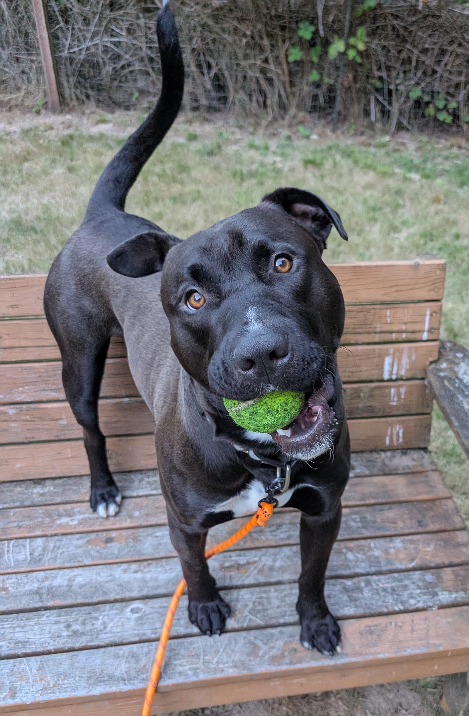 Westley, a black shelter dog, stands on a wooden bench holding a green tennis ball.