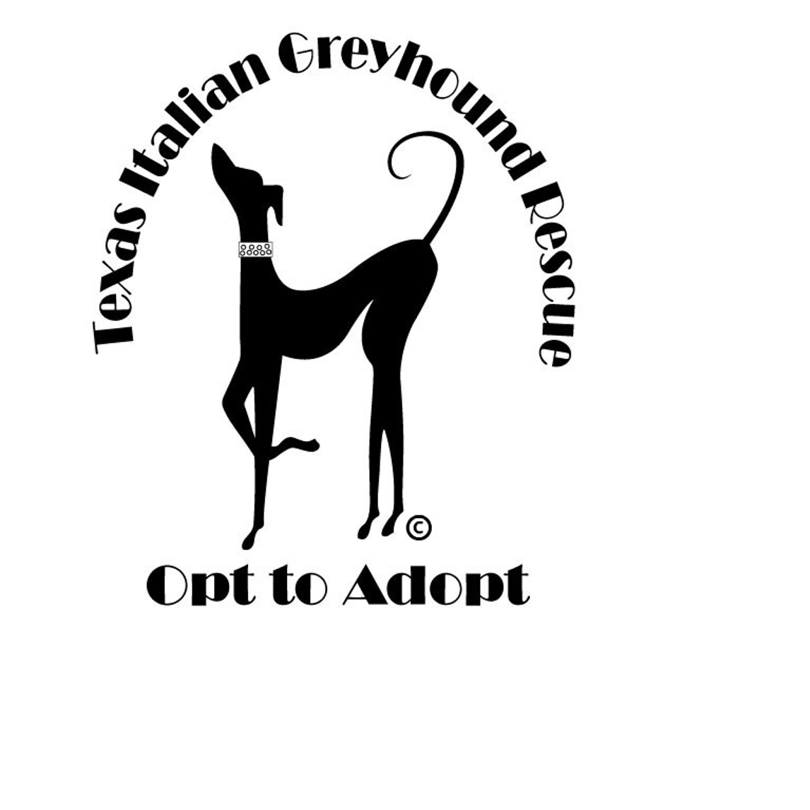 Texas Italian Greyhound Rescue NTX Giving Day