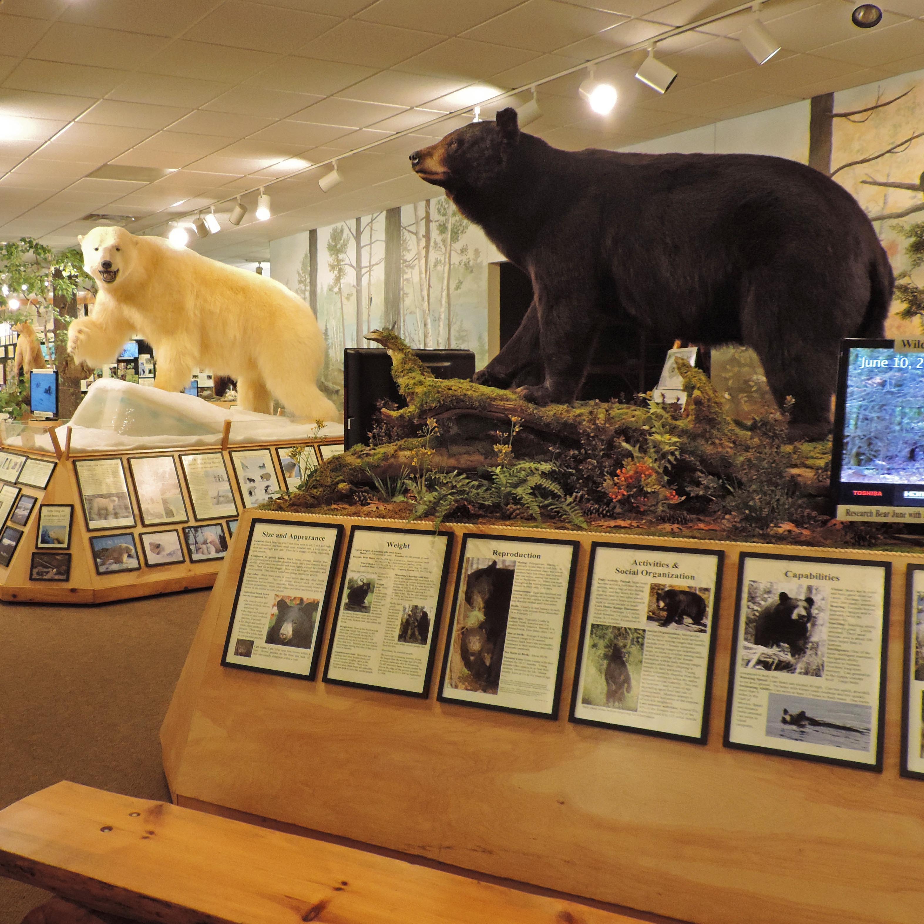 8 Chipmunk - North American Bear CenterNorth American Bear Center