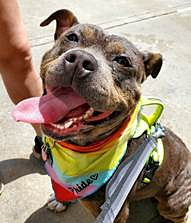 A dog wearing a backpack

Description automatically generated with medium confidence