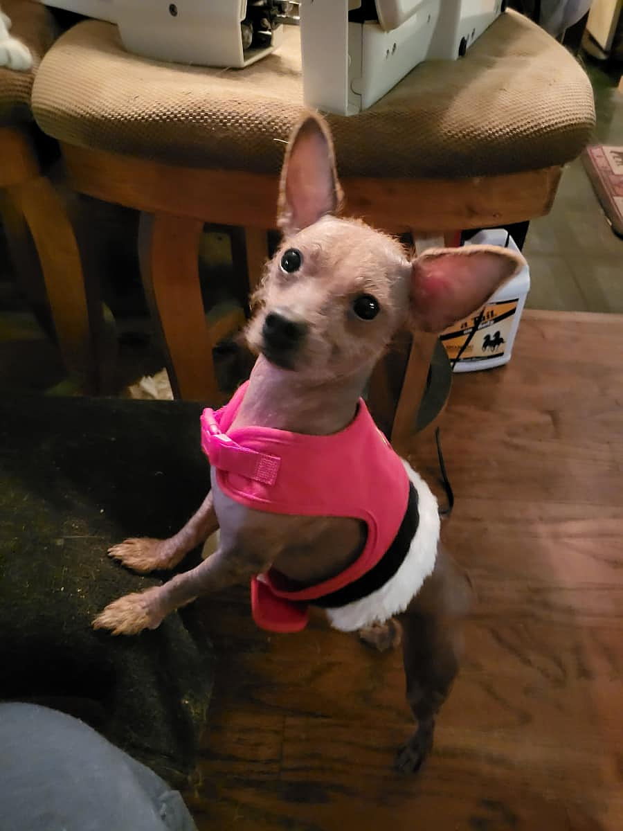 Piglet a Mexican Hairless Chihuahua or Xoloitzcuintle came to us with hirrible skin issues and two bad knees that needed surgery.