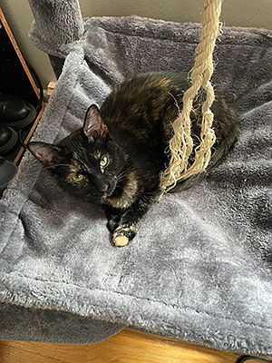 Forgotten felines rescue sales