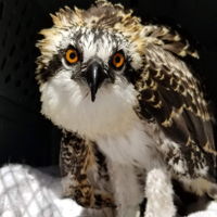 Tampa Bay Raptor Rescue Inc | GivingTuesday