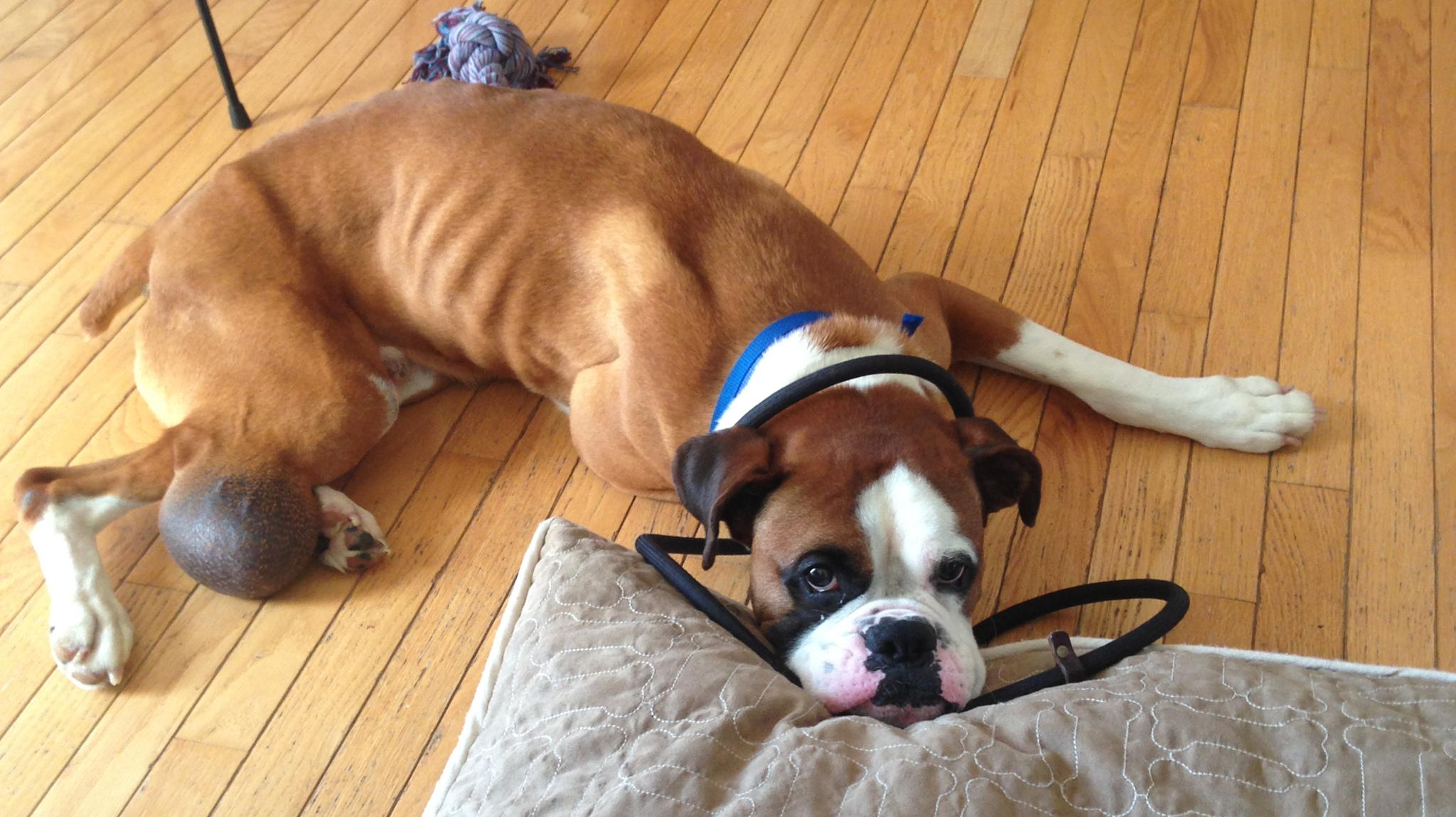 Fundraiser image