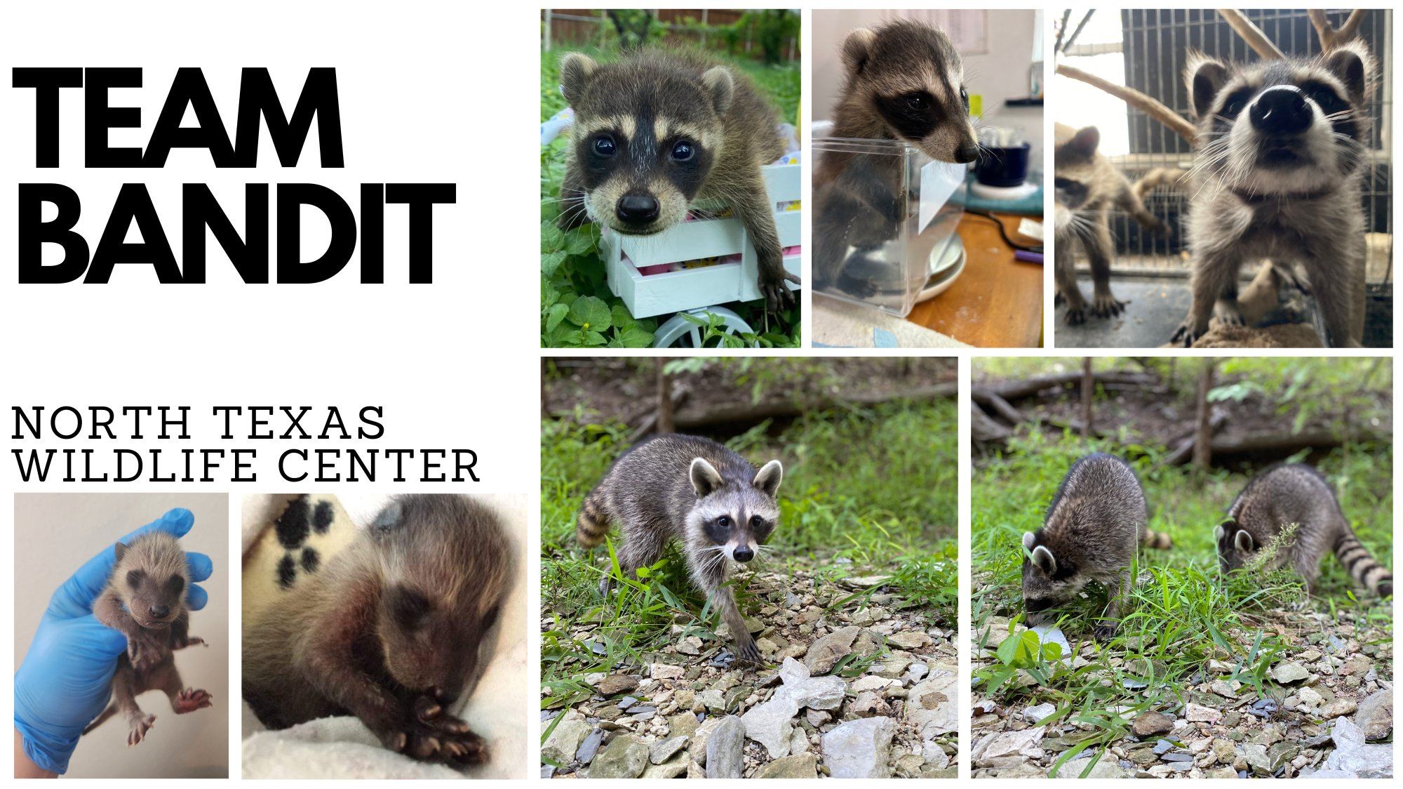 I Support North Texas Wildlife Center! | NTX Giving Day