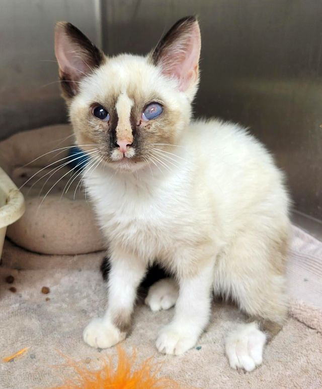Fancy feline rescue hot sale of the south