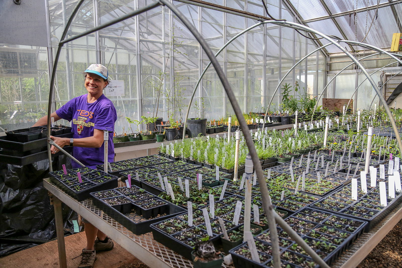 Staff member working in the greenhouse.