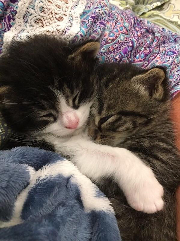 Barc kittens 2025