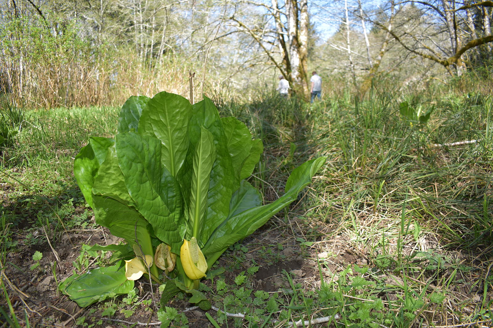 Skunk Cabbage along the Hoko River Corridor
