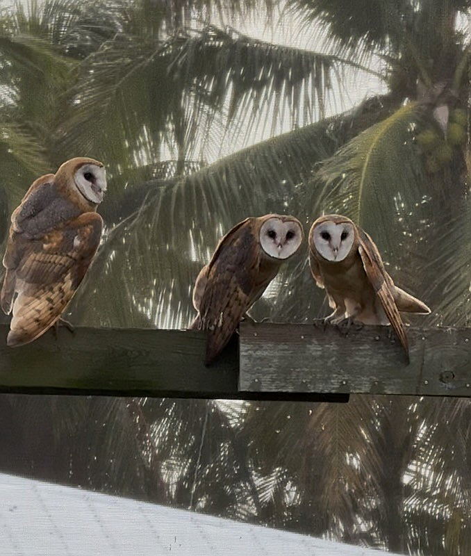 Help animals at Wildlife Rescue of Dade County! | Give Miami Day