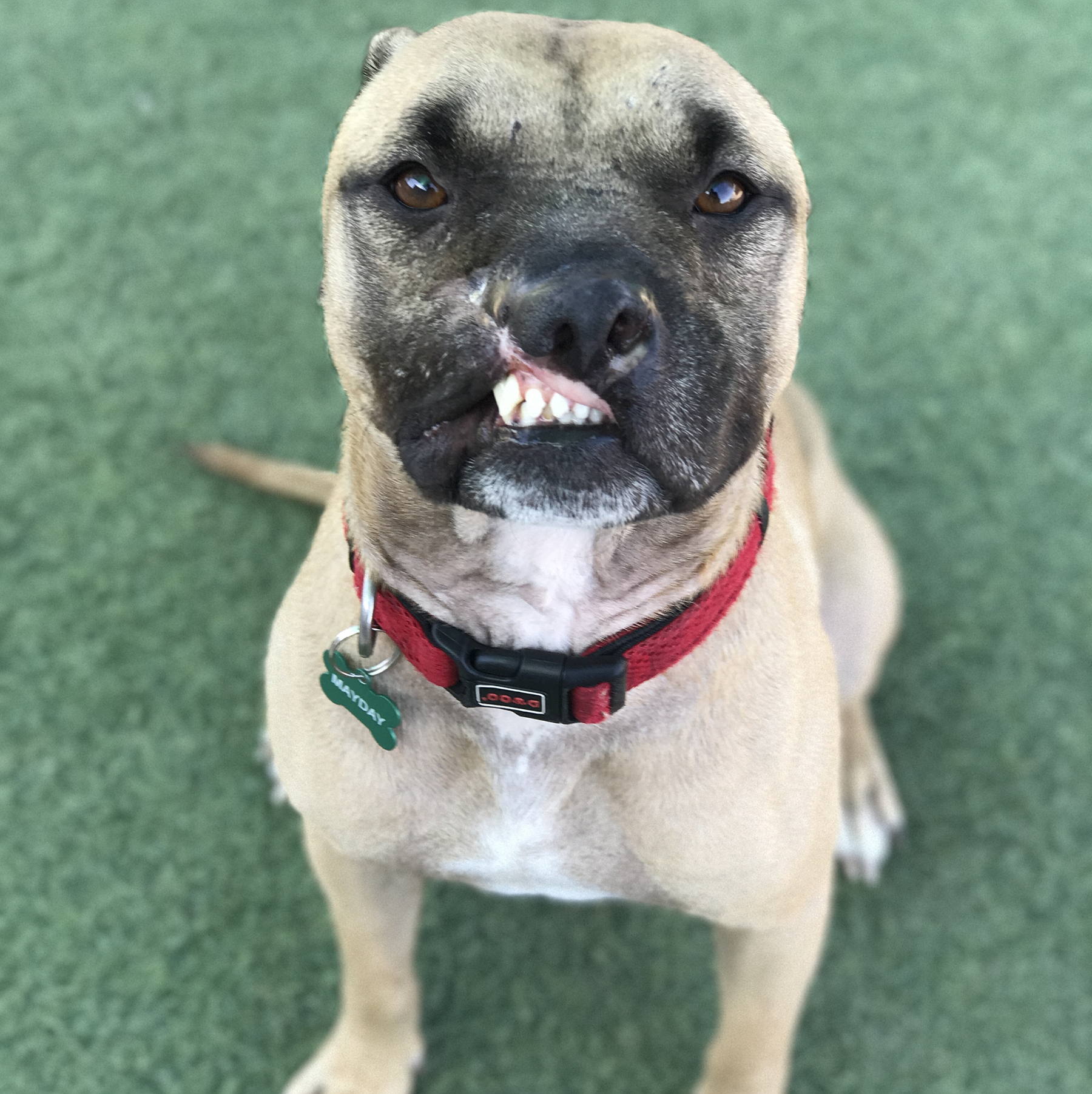 Mayday pitbull discount