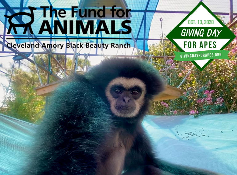 Fundraiser image