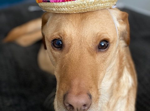 Fundraiser image