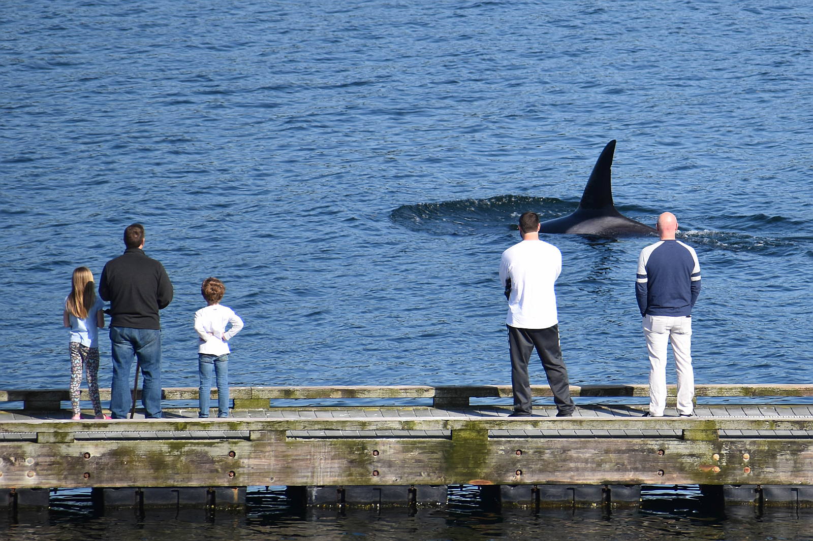 Photo by Orca Network - Shore-based whale watching at its best!