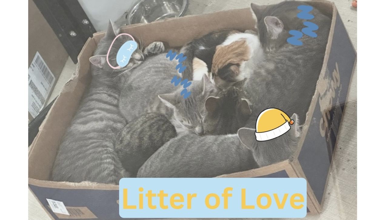 Fundraiser image