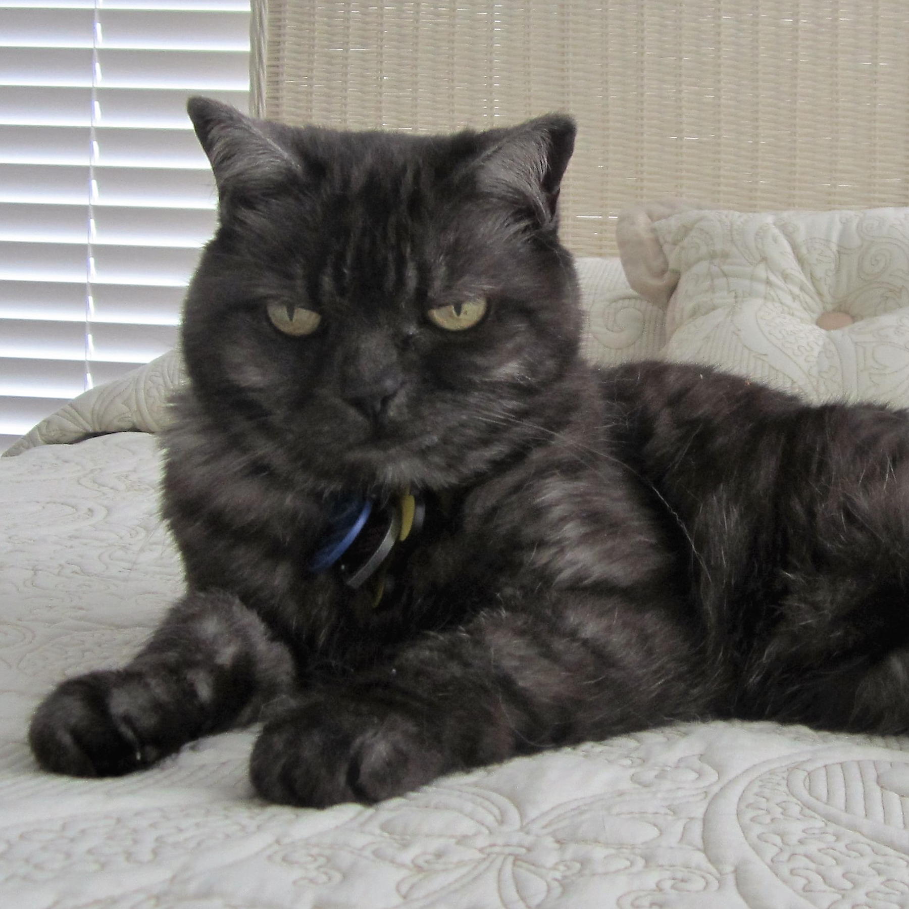 Forgotten Felines Of Richland County Ohio Inc Mightycause