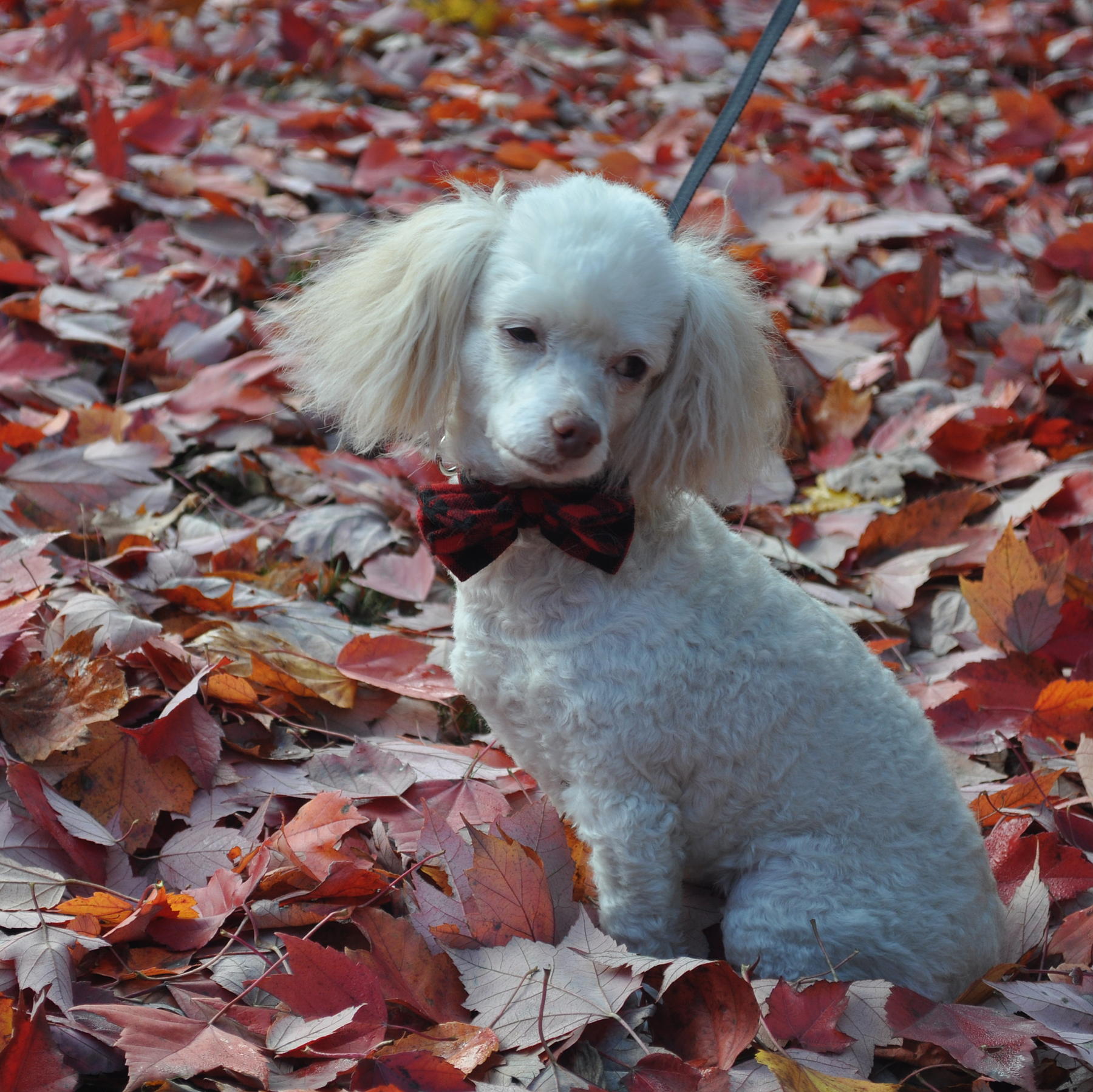 Picket Fence Poodle Rescue Givemn