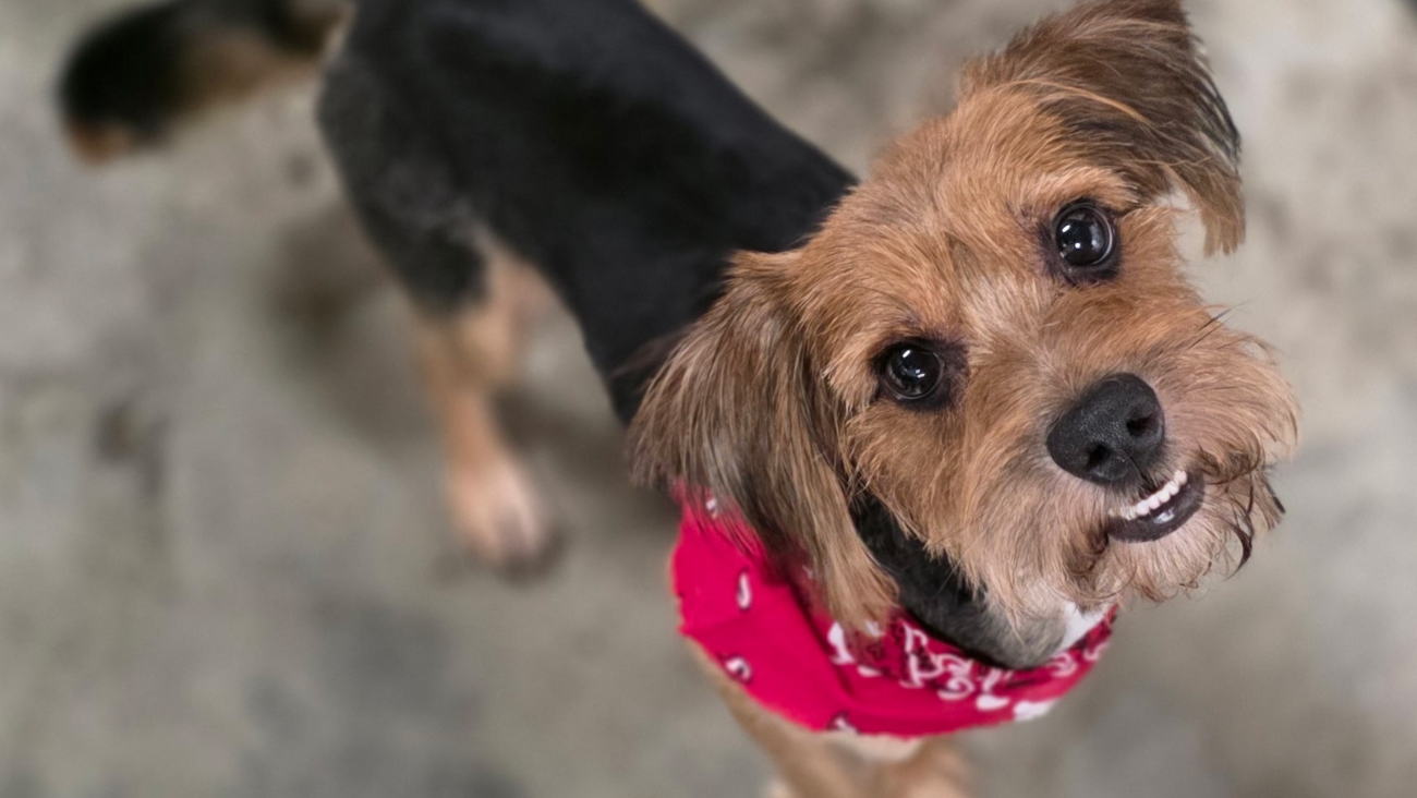 Fundraiser image