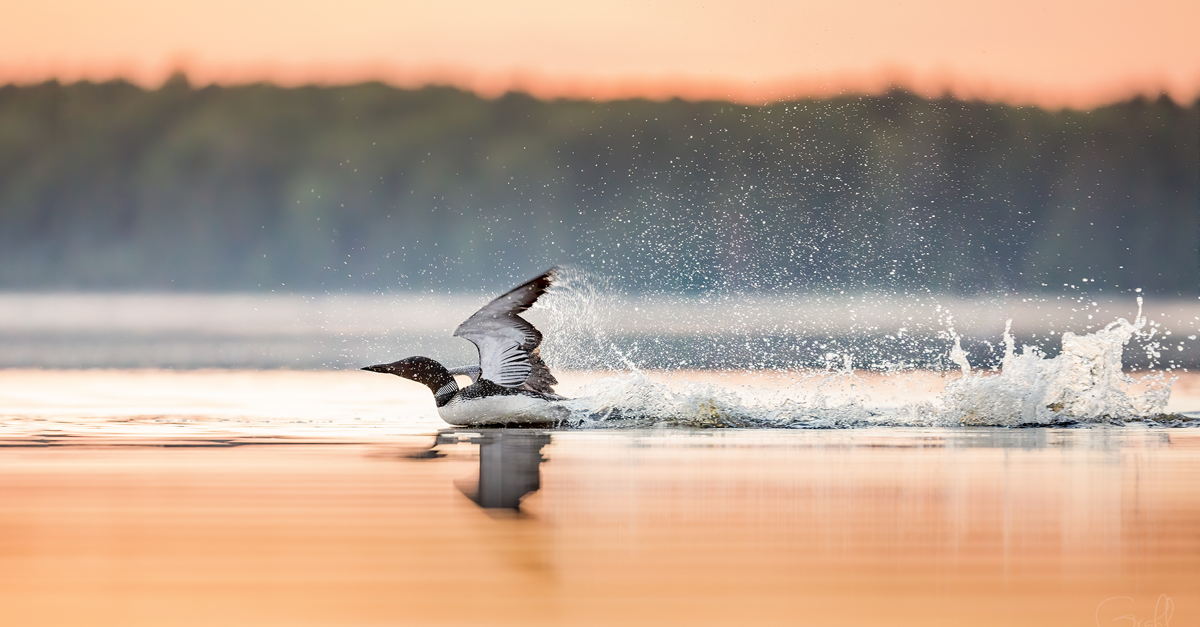 National Loon Center | GiveMN