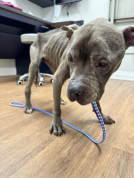 Found near Cumberland, this senior dog, Kali not only survived but she is thriving with her new adoptive mom! We could happier for the old girl!