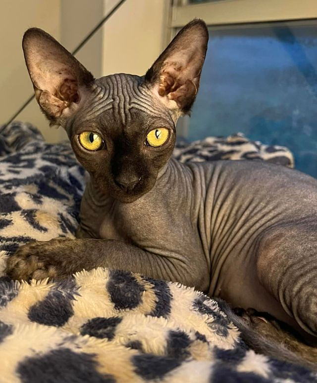 Fancy feline rescue of the south top