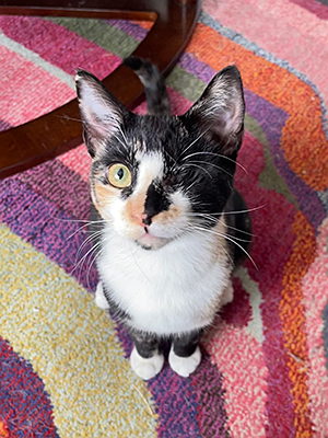 Forgotten felines rescue deals