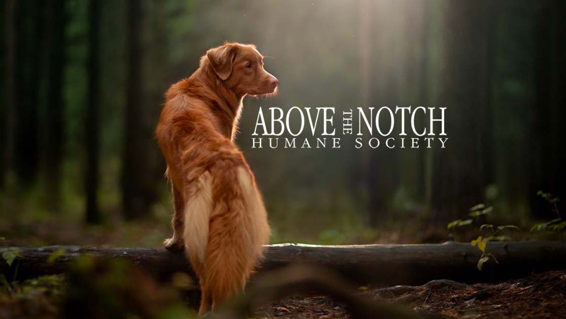Fundraiser image